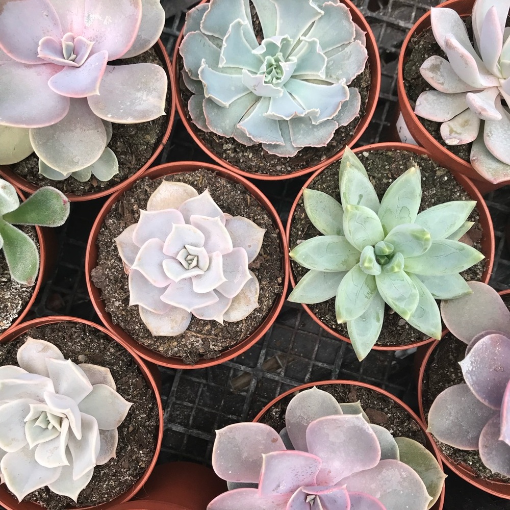 Meet your Posher, Chloe